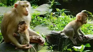 Baby monkey Rainbow is growing faster under take care from mum Libby