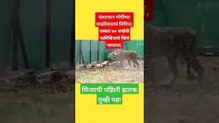 तब्बल ७० वर्षांनी नामिबियाचे चित्ते भारतात,पहिली झलक पाहाच..#NarendraModiJiBirthday#CheetahIsBack