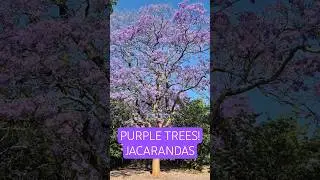 Where do these purple trees come from? | Jacarandas