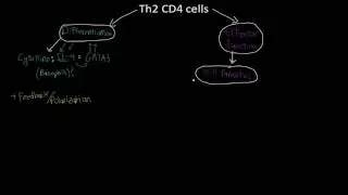 Th2 cells map