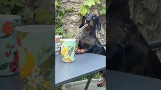 Mini Dachshund celebrating spring ☀️🍹