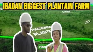 Update from Hacienda Plantation: Moniya-Ibadan's Largest Plantain Farm
