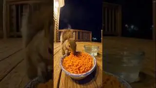 Spicy Noodle Challenge: Squirrel Edition 🌶️😂