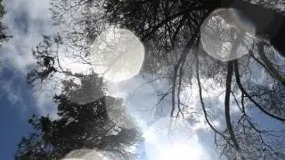 Northstar Tahoe Trees shedding snow April 23 2016 video 5