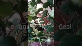 Церапегия Сандерсона.#shorts