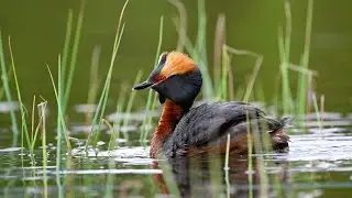 Horndykker par bygger flytende rede / Slavonian grebe / Horned  grebe builds floating nest