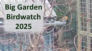 Big Garden Birdwatch 2025 - My results