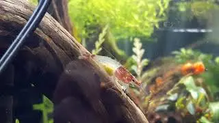 shrimp moving eggs into pleopods