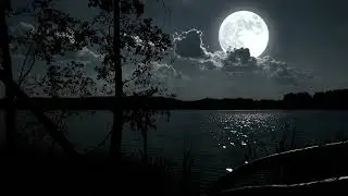 Gentle Harp Music (20 Minutes) | Pure Harp for Deep Relaxation & Calm