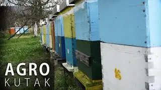 Pčelari zadovoljni prinosom, ali su&scaron;na godina ostavila posljedice na pčele - AGRO KUTAK