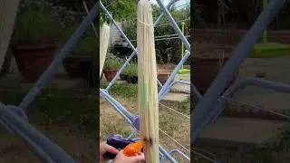 #Shorts When the kids dyed yarn with water guns, #indiedyer #fromthecauldron #handdyed