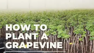How to plant a Grapevine