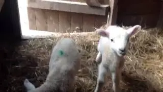Orphan lambs