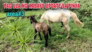 PAG ULA ng kabayo update sa pinya sa area #3