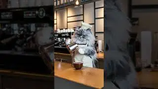 This Cat Barista Makes the Best Coffee!