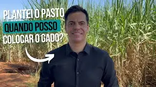 PLANTEI O PASTO, QUANDO POSSO COLOCAR O GADO?