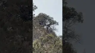COUGAR FIGHTS DOG IN TREE! #mountainlion #fight #dogs #hunting #wild #ca&ccedil;adadejavali #puma #cat #pup