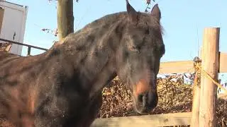 PEGASOS - Prijatelji životinja (26/11/2017)