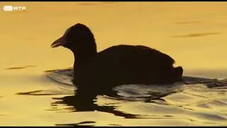 documentary animal planet amazing documentary