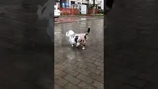 Calico Cat With Rain Coat ! Walking In Rain #shorts #ytshorts #viralvideo #reels