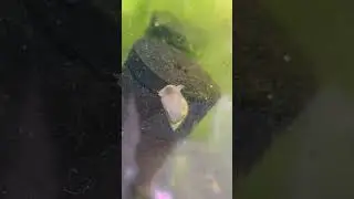 Differences in Pond and Bladder Snails