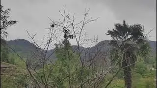 Самая большая долина гинкго: Millennium Ginkgo Valley Suizhou.