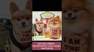 Afreschi Turkey Tendon Dog Treats  #shorts