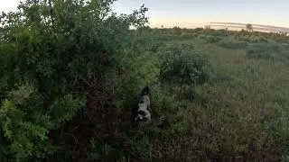 8-23-25 NW Wisconsin Sharptails