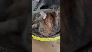 #catshorts  #แมว #cat #cats #catlover #catvideos #catlovers #catholic #short #shorts #subscribe