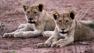 Struwig Eco-Reserve -  Kruger National Park