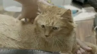 Teddy Bear Cut