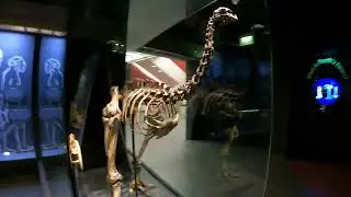 Ostrich Skeleton Natural history Museum. London.  7th Nov 2022