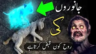 Which angel possesses the souls of animals? | janwaron ki rooh kon qabz karta hai | malakul mout as