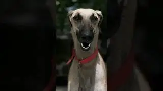 ❌🤯 Original Chippiparai Dog Can Beat wild boar🤯❌-Shathanpriyan #shathanpriyan