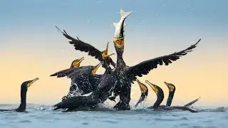10 000 cormorans p&ecirc;chent 7 500 kg de poissons par jour &ndash; Documentaire incroyable