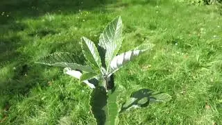 Sorbus aria 'Magnifica' jeř&aacute;b muk
