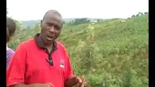 Plant nurseries in Ruhiira, Uganda