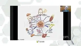 Relaci&oacute;n Anemia - Obesidad: Funci&oacute;n de la hepcidina