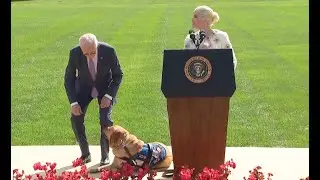 Selma Blair, President Biden and service dog spark laughter on stage