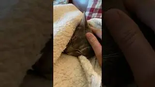 Rescued cat enjoys cozy life #love #animals #cute #cat #petlover #shorts #cats #catlovers #video