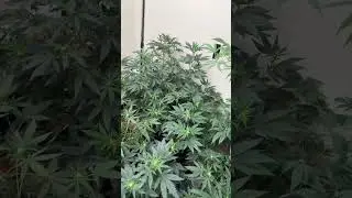 Day 14 Full bloom            #cannabiseducation #gardening #cannabiscommunity #cannabisdaily