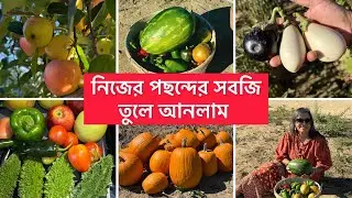 Lewin Farms Long Island | Bengoli Vlog | I went to the vegetable field instead of buying from the...