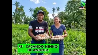 RF - CAÇANDO NINHO DE ANGOLA