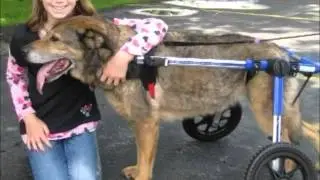 Dogs in Wheelchairs Can Live Happy Lives with Walkin' Wheels