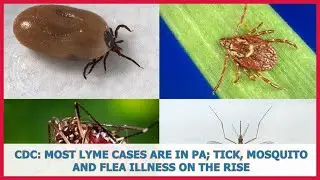 US BREAKING NEWS | CDC: Most Lyme cases are in PA; tick, mosquito and flea illness on the rise