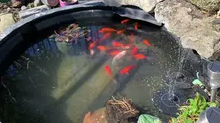 Fish pond at home