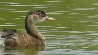 Little Grebe non breeding