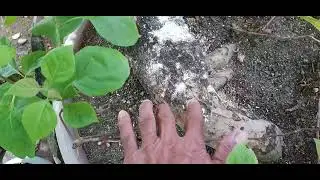 tree boring worms Vs malathion insecticide by GAV CREATION CH