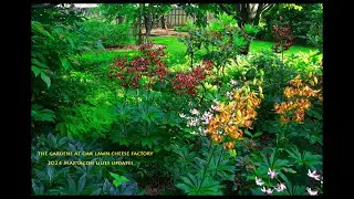 The Gardens at Oak Lawn Cheese Factory: 2024 Martagon Update