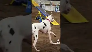 Great Dane Agility from AKC #dog